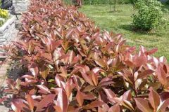img-cb05ceedba9f791ada2856b8bc78de90-v