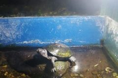 IMG-ddf071e32c06475a197b30e1cdceb875-V